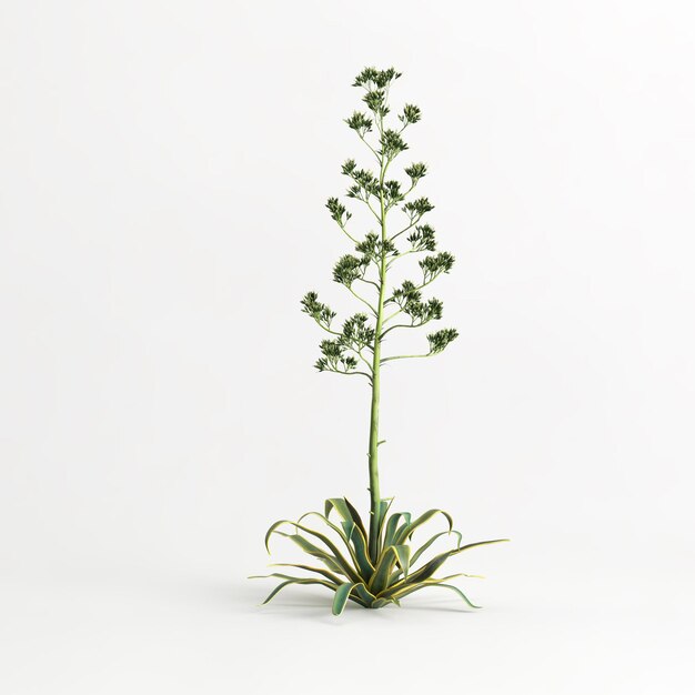 3D illustratie van Agave americana boom geïsoleerd op witte bachground