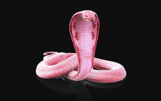 3D illustratie van Albino king cobra slang geïsoleerd op zwarte achtergrond Roze of witte cobra snake