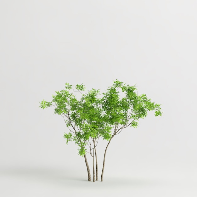 3D illustratie van bomen geïsoleerd op een witte achtergrond