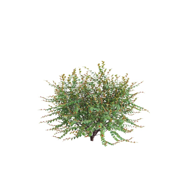 Foto 3d-illustratie van breynia vitis idaea-struik geïsoleerd op witte achtergrond