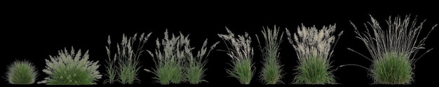 3D illustratie van calamagrostis arundinacea gras geïsoleerd op zwarte achtergrond