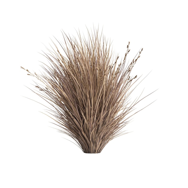 3d illustratie van chionochloa rubra