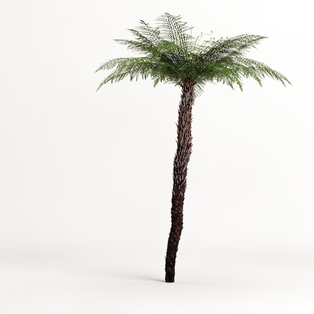 Foto 3d illustratie van cyathea-boom die op witte achtergrond wordt geïsoleerd