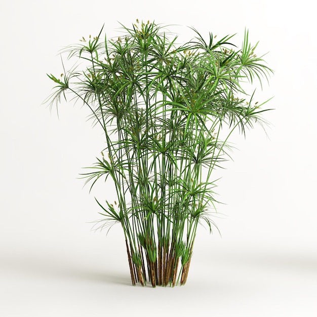 3d illustratie van cyperus alternifolius geïsoleerd op een witte achtergrond