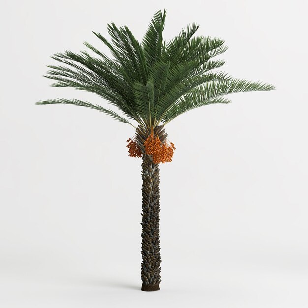 3d illustratie van dadelpalm die op witte achtergrond wordt geïsoleerd