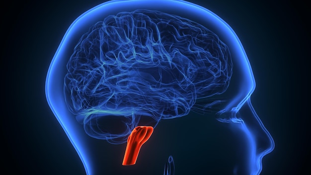 3D-illustratie van de anatomie van de binnenste delen van de menselijke hersenen