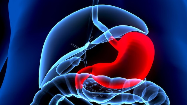 Foto 3d-illustratie van de anatomie van de maag van het menselijk lichaam