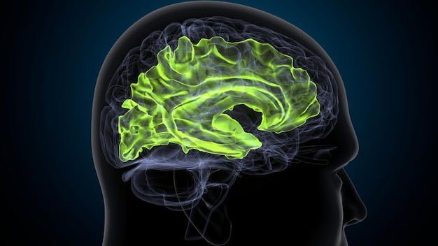 3D-illustratie van de anatomie van het menselijk lichaam en de hersenen