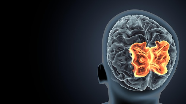 3D-illustratie van de anatomie van het menselijk lichaam en de hersenen