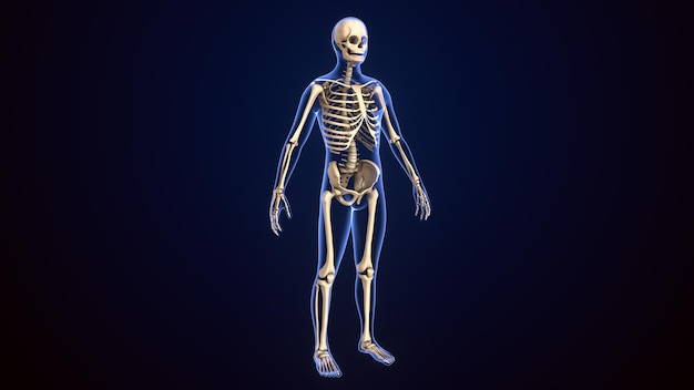 3D-illustratie van de anatomie van het menselijk skelet