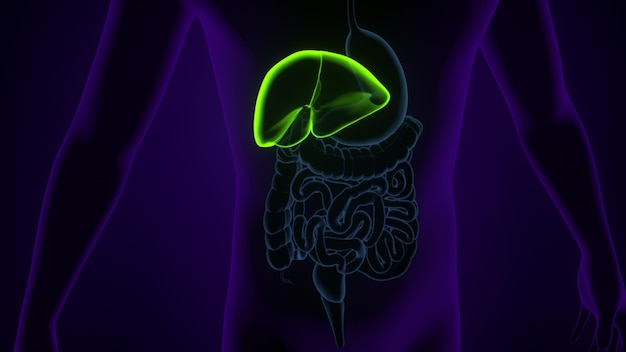3d-illustratie van de leveranatomie van het menselijk lichaam