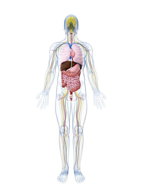 3D-illustratie van de mannelijke anatomie