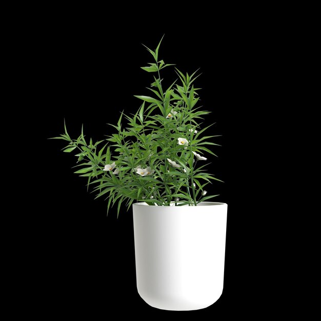 3D illustratie van kamerplanten geïsoleerd op zwarte achtergrond