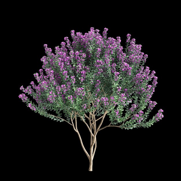 3d-illustratie van Leucophyllum frutescens struik geïsoleerd op zwarte achtergrond