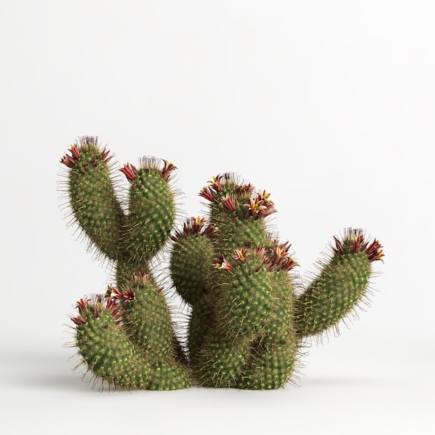 3D illustratie van Mammillaria dioica cactus geïsoleerd op witte bachground