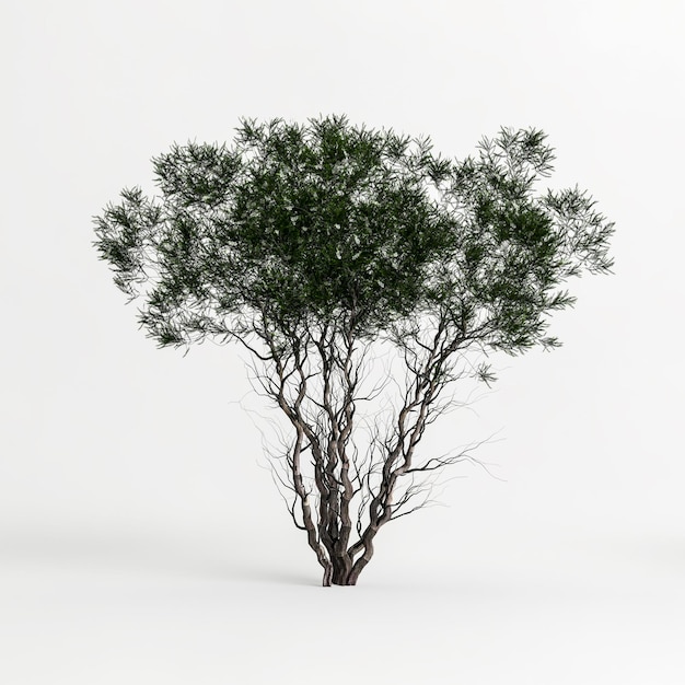 3D illustratie van melaleuca lanceolata boom geïsoleerd op een witte achtergrond