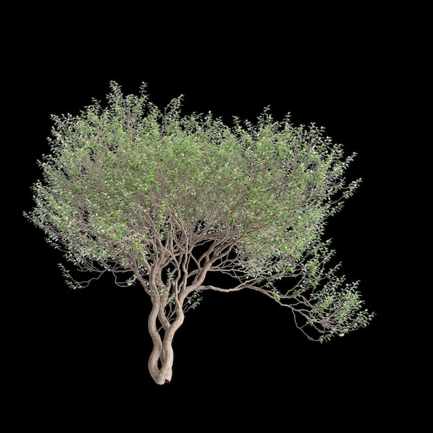 3d-illustratie van Olearia paniculata-boom geïsoleerd op zwarte achtergrond