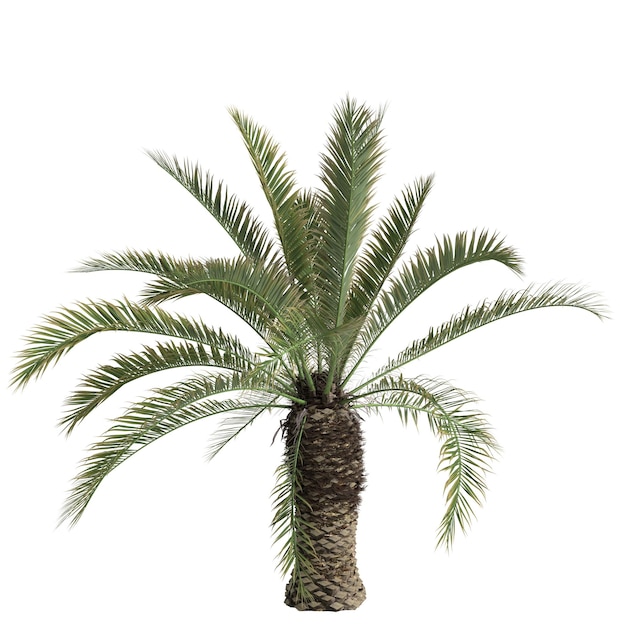 3D illustratie van phoenix canariensis palm geïsoleerd op een witte achtergrond