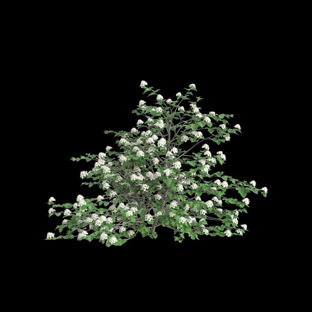 3D illustratie van Physocarpus opulifolius struik geïsoleerd op zwarte achtergrond