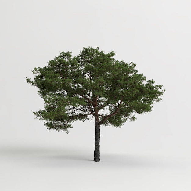 3D illustratie van pinus pinea boom geïsoleerd op een witte achtergrond