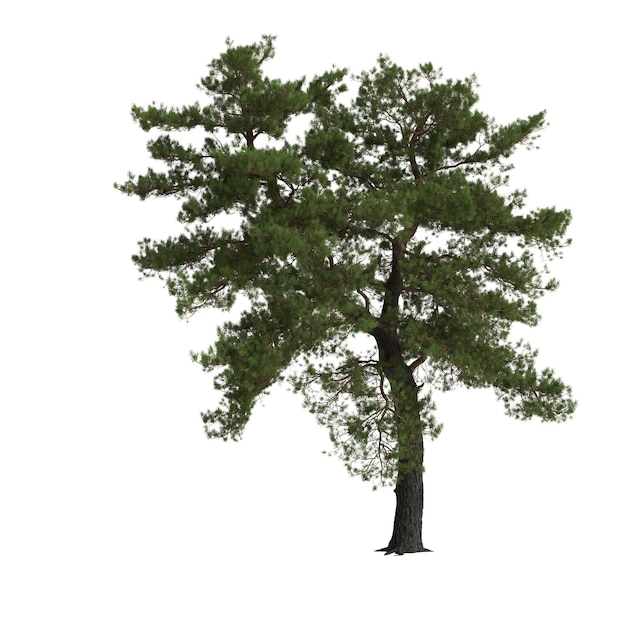 3D illustratie van pinus sylvestris boom geïsoleerd op een witte achtergrond