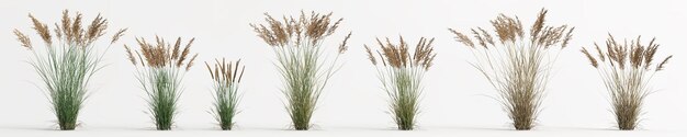 3D illustratie van set calamagrostis canadensis gras geïsoleerd op een witte background