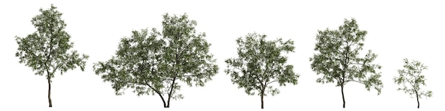 3D illustratie van set robinia pseudoacacia boom geïsoleerd op een witte achtergrond