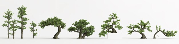 3D illustratie van set Serissa japonica bonsai geïsoleerd op wit en zijn mask