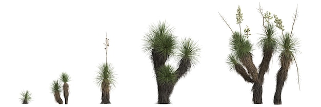 3D illustratie van set yucca elata boom geïsoleerd op een witte achtergrond