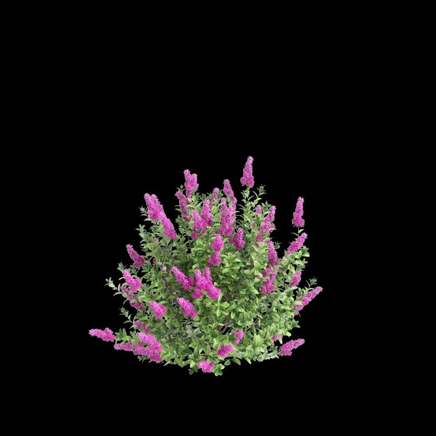 3D-illustratie van Spiraea douglasii-struik geïsoleerd op zwarte achtergrond