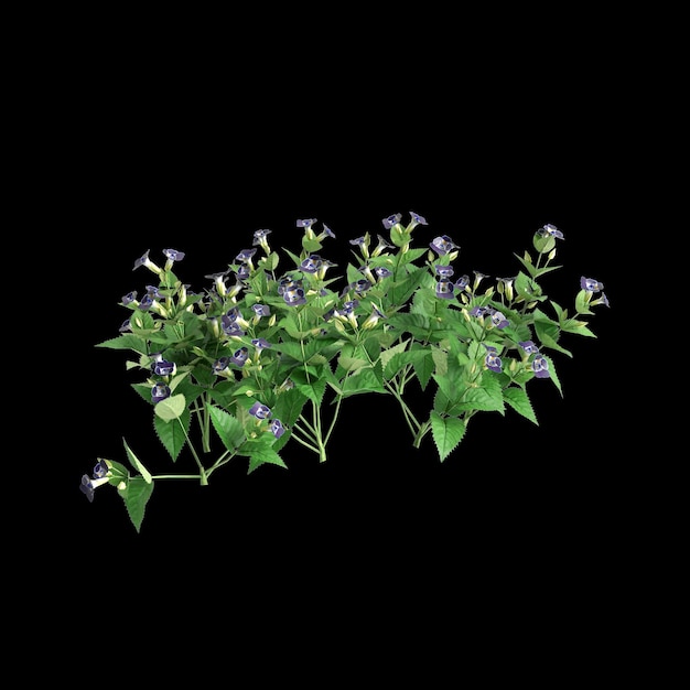 3d-illustratie van Torenia fournieri bush geïsoleerd op zwarte achtergrond