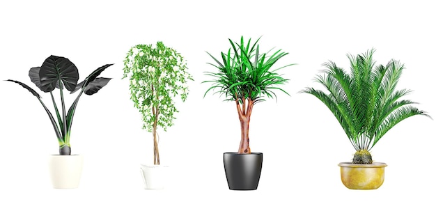 3d-illustratie van tropische DracaenaSago PalmBougainvillea Elephant Ear in potplanten op witte achtergrond