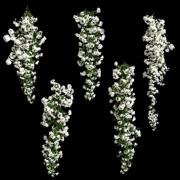 3d illustratie van witte bougainvillea spectabilis tak bloem geïsoleerd op zwarte background