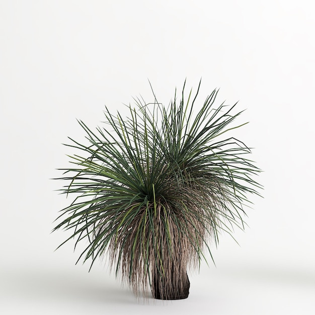 3D illustratie van Xanthorrhoea arborea boom geïsoleerd op een witte achtergrond