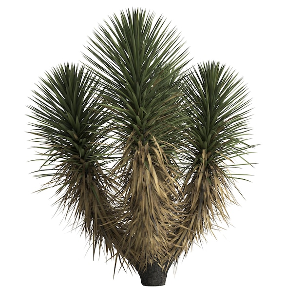 3D illustratie van yucca decipiens geïsoleerd op een witte achtergrond