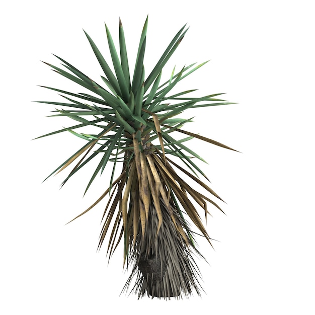 3D illustratie van yucca schottii boom geïsoleerd op een witte achtergrond