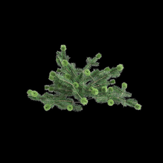 Photo 3d illustration of abies balsamea bush isolated on black background