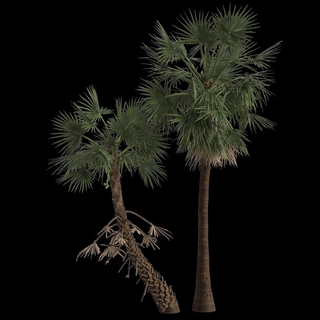 3d illustration of acoelorrhaphe wrightii palm isolated on black background