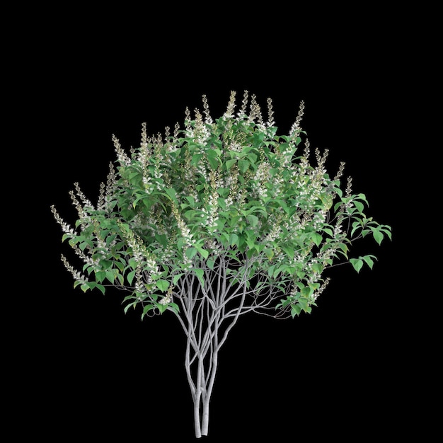 검은 바탕에 고립 된 Aesculus parviflora 나무의 3d 일러스트레이션