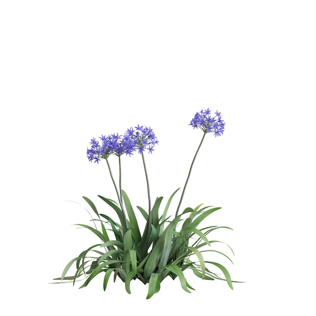 3d illustration of Agapanthus umbelatus flowering isolated on white background