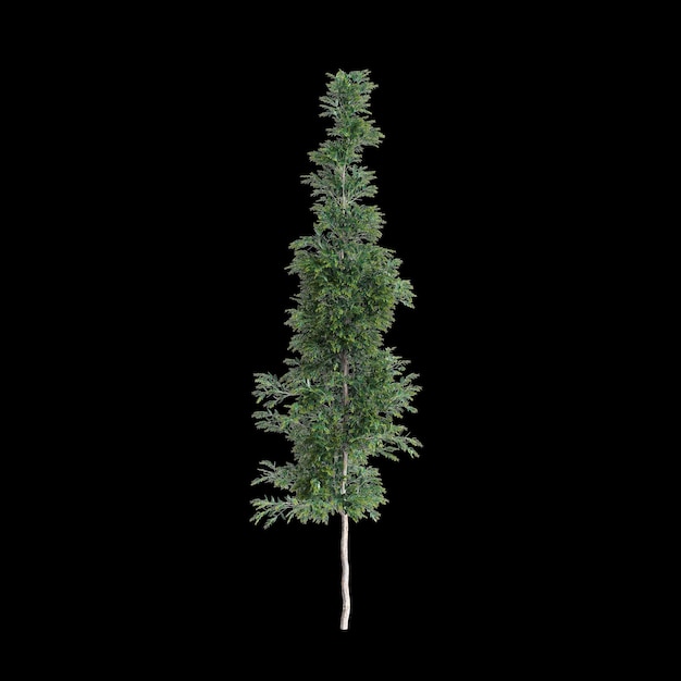 3D-иллюстрация дерева Agathis robusta, изолированного на черном фоне