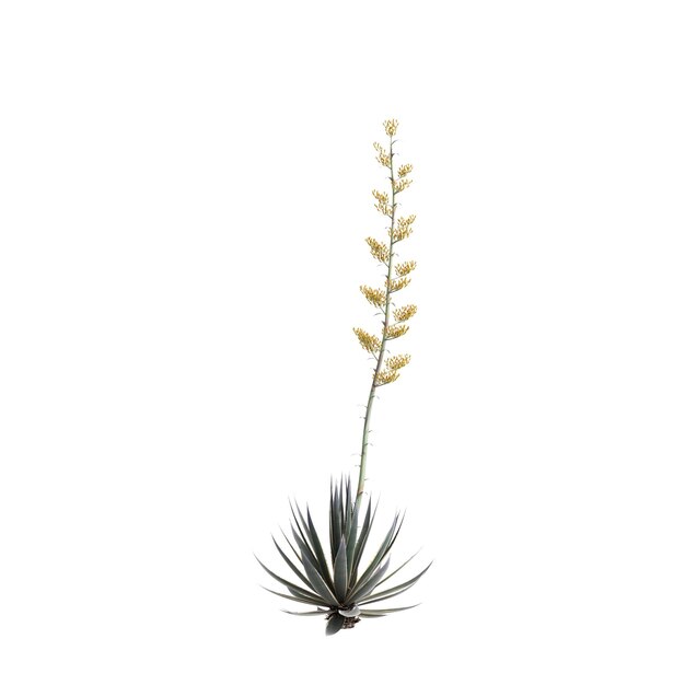 Photo 3d illustration of agave angustifolia tree isolated on white background