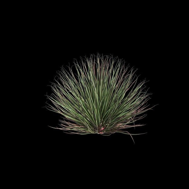 Photo 3d illustration of agave stricta bush isolated on black background