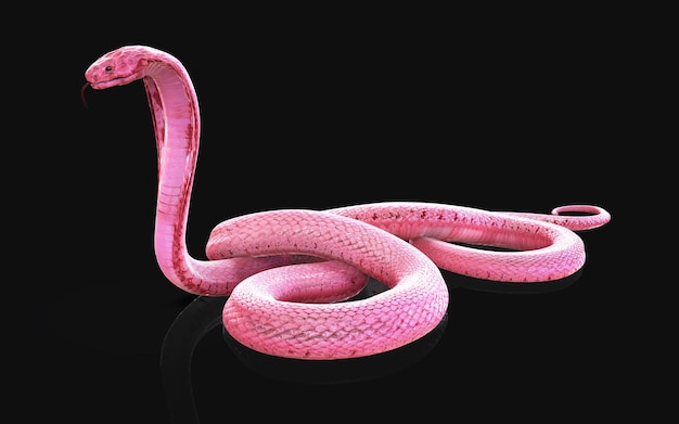 3d Illustration of Albino king cobra snake isolated on black background Pink or white cobra snake