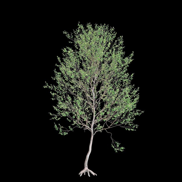 Foto illustrazione 3d dell'albero alnus glutinosa isolato su sfondo nero