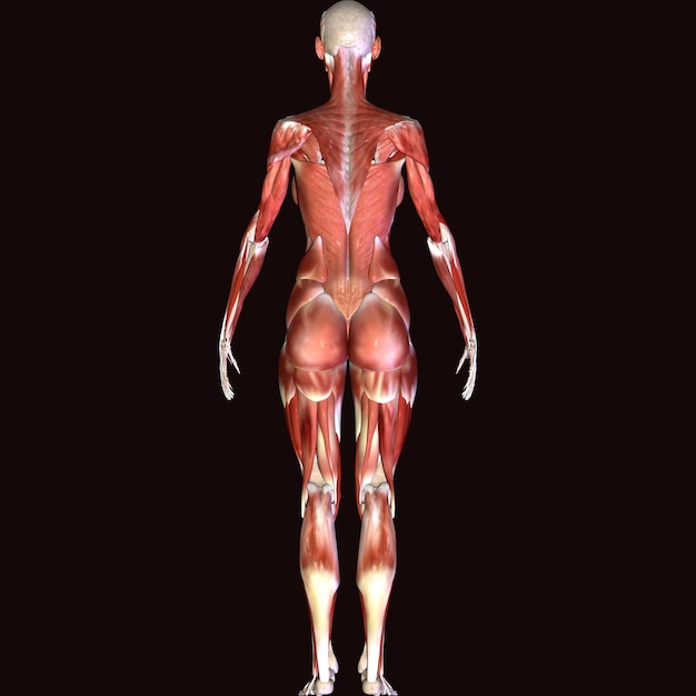 Photo 3d illustration anatomy muscles human body