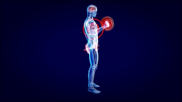 3D-иллюстрация анатомии рентгенолога, делающего бицепсы