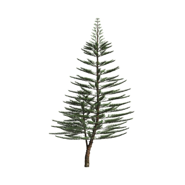 Photo 3d illustration of araucaria heterophylla tree isolated on white background