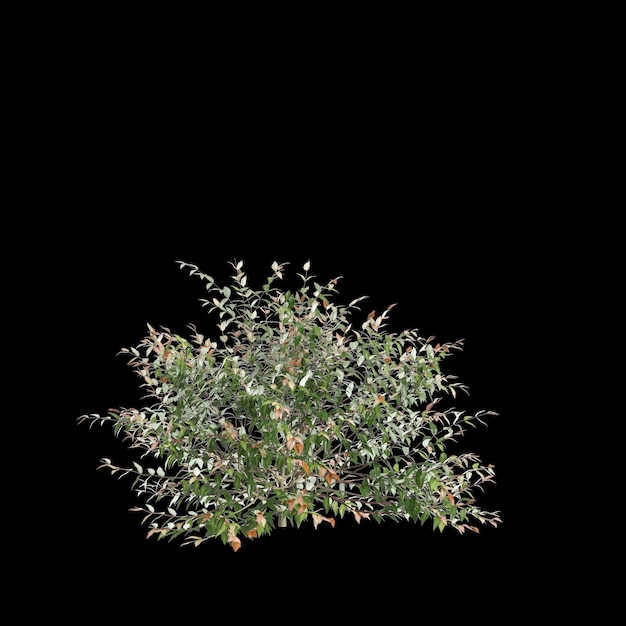 3d illustration of Austromyrtus dulcis bush isolated on black background