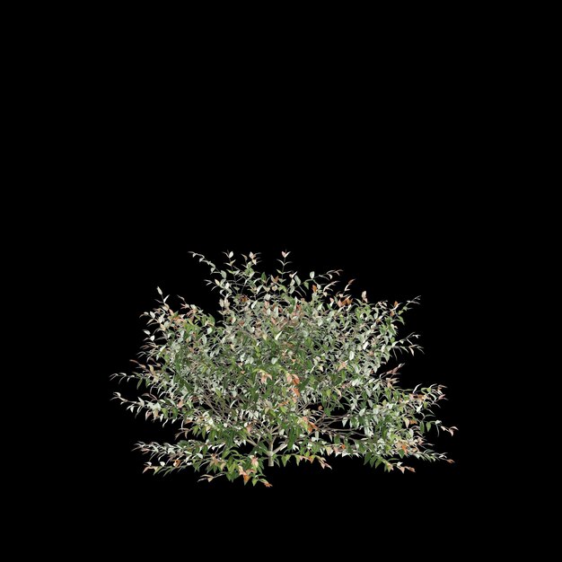 검은 바탕에 고립 된 Austromyrtus dulcis 덤불의 3d 일러스트레이션